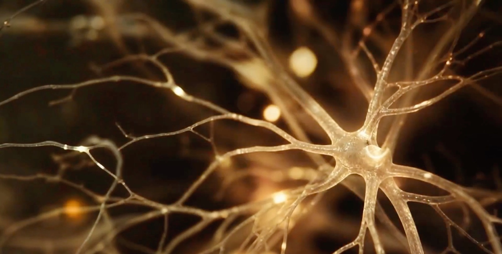 Una red ramificada de fibras iluminadas, evocando las conexiones dentro de un sistema vivo.